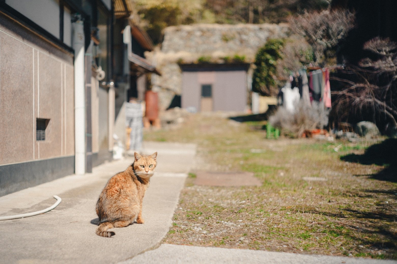 ねこ